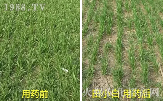 節(jié)節(jié)麥如何防除，用什么藥？怎么打藥效果好？