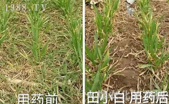 節(jié)節(jié)麥如何防除，用什么藥？怎么打藥效果好？