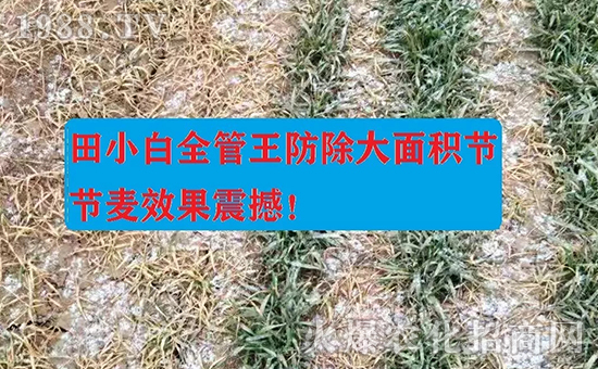 節(jié)節(jié)麥如何防除，用什么藥？怎么打藥效果好？