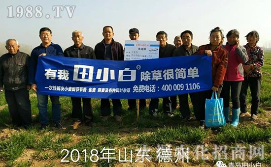 節(jié)節(jié)麥如何防除，用什么藥？怎么打藥效果好？