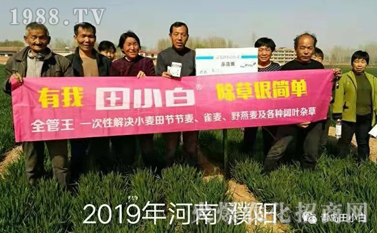 39節(jié)節(jié)麥如何防除，用什么藥？怎么打藥效果好？