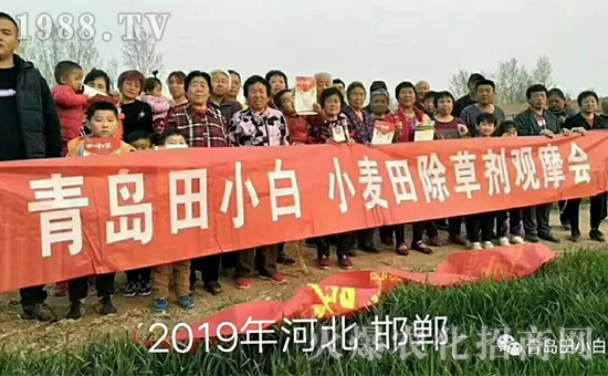 節(jié)節(jié)麥如何防除，用什么藥？怎么打藥效果好？