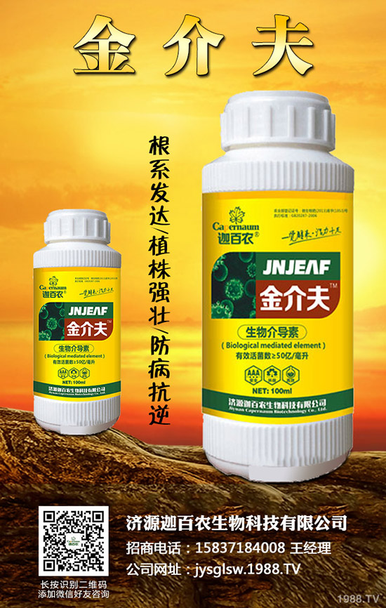 生姜得了莖基腐病怎么辦？生姜莖基腐病的診斷與防治！