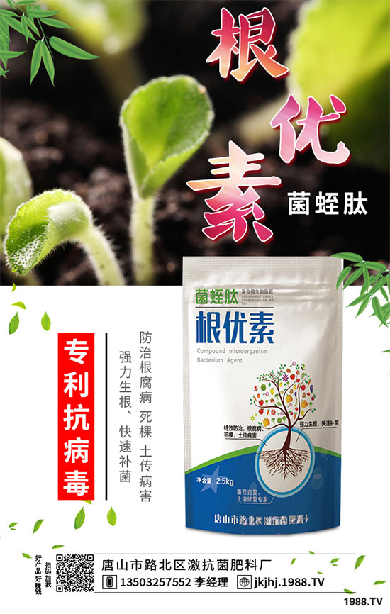 白菜霜霉病是如何引起的？有哪些危害？白菜霜霉病的預防措施