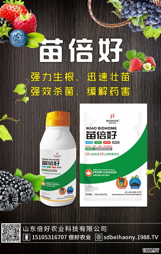 生姜什么時(shí)候種植,生姜什么時(shí)候采收?