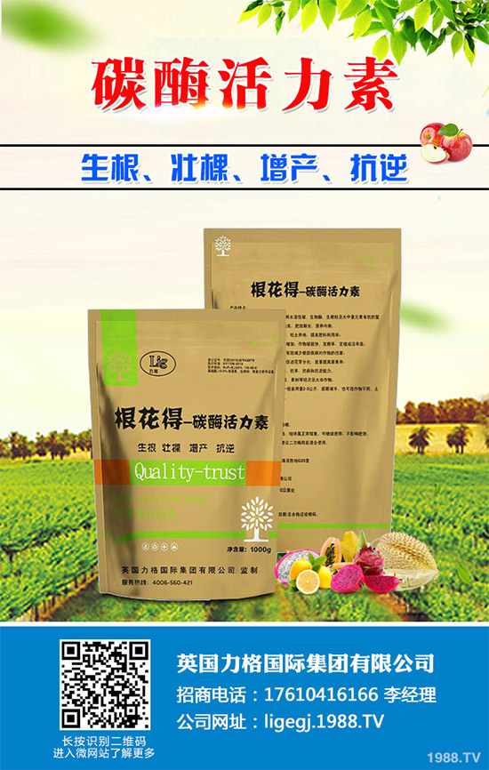 油麥菜什么時候種植？油麥菜高產種植技術要點