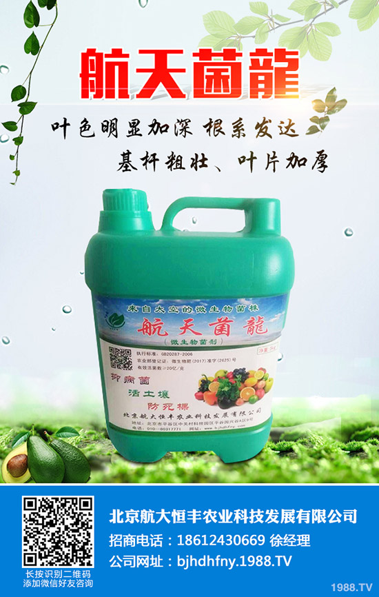 佛手瓜的種植方法有哪些?佛手瓜如何種植易高產(chǎn)?