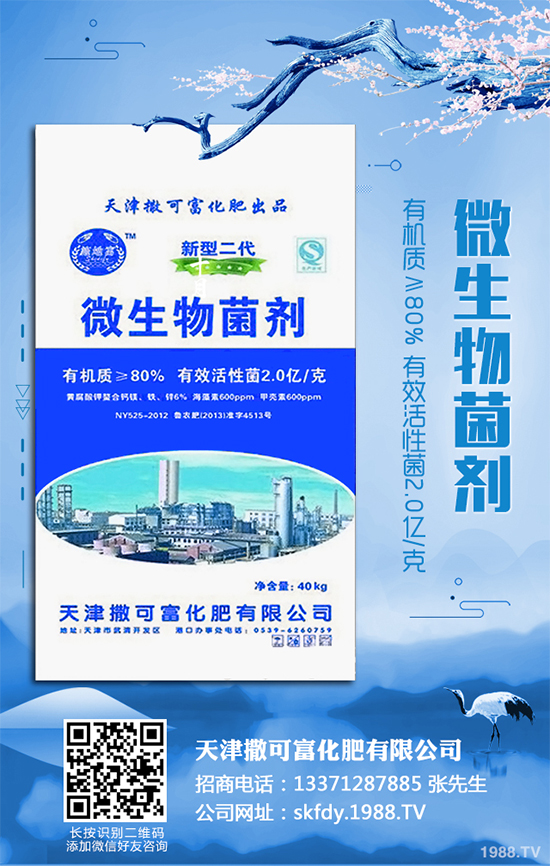 白皮松移栽后枯黃是咋回事?該怎么解決?快來(lái)看看吧