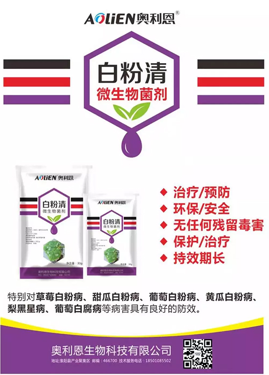 白粉病“反復(fù)難纏”? 記住這個藥,高效防治白粉病,鏟除!