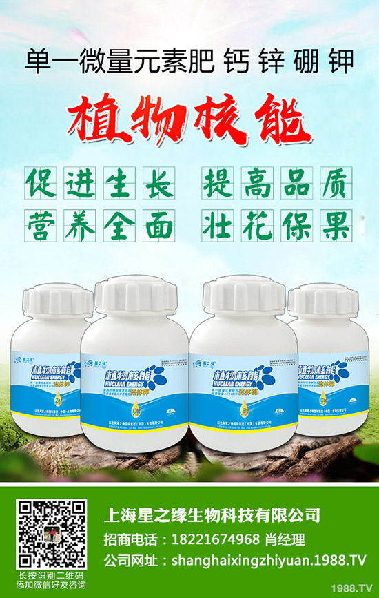 芽菜怎樣種植,芽菜種植技術(shù)您了解多少?