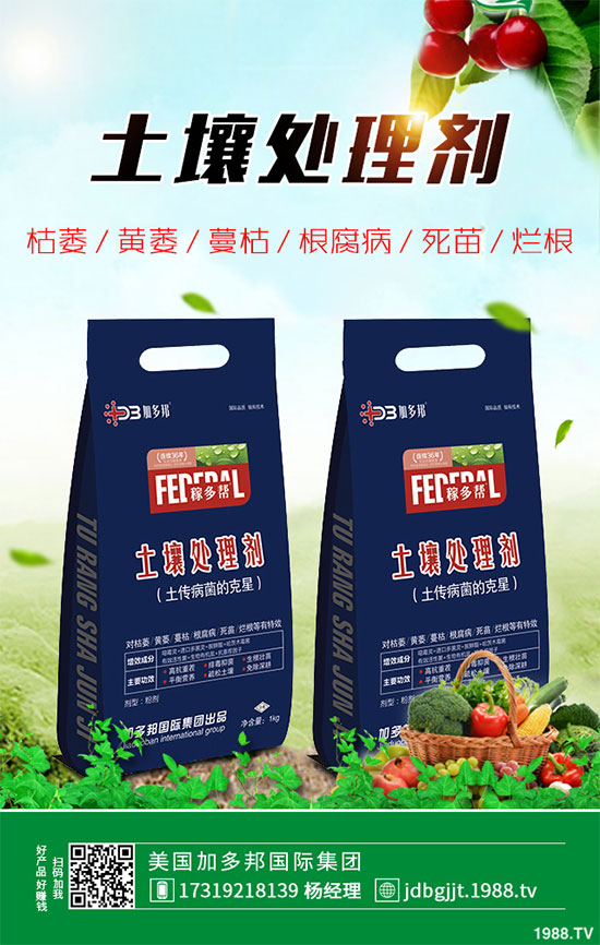 貢菊花該如何栽培？貢菊花高產(chǎn)栽培技術(shù)