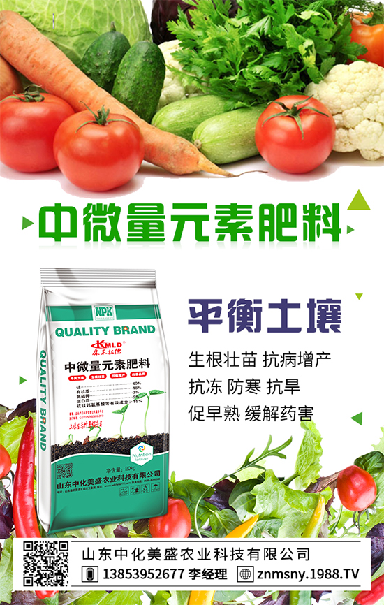 茶樹菇如何種植？茶樹菇的種植技術(shù)！