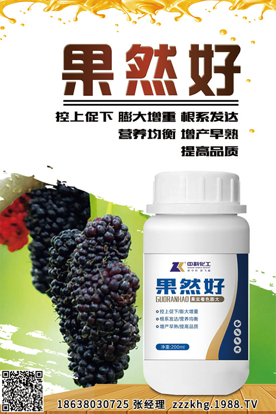 金線蓮有哪些營(yíng)養(yǎng)價(jià)值?金線蓮的功效作用及食用方法