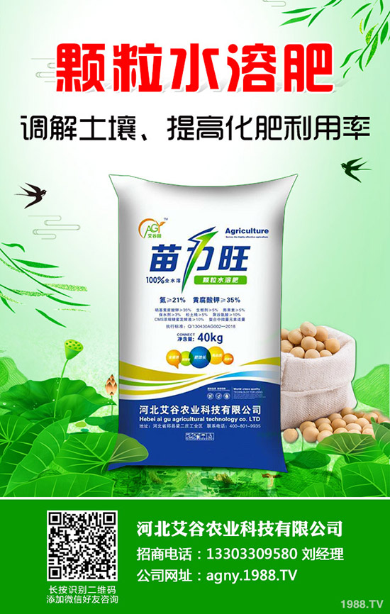 空心菜怎樣施肥產(chǎn)量高，空心菜施肥技巧有哪些？