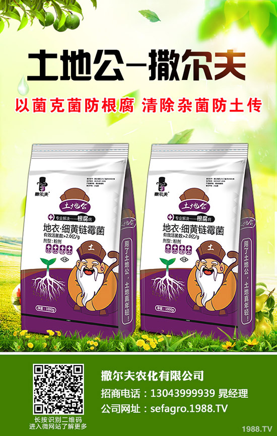     秋季大棚種植什么比較好？種植什么蔬菜好及推薦品種！秋茬大棚種植指南！