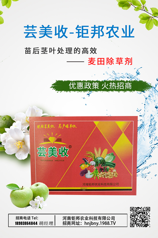 大蔥需肥特性,大蔥施肥技術要點有哪些?