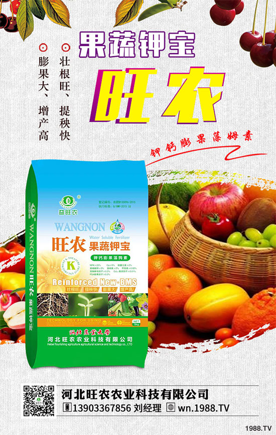 茄子育苗的種植時間,茄子育苗的栽培管理要點有哪些?