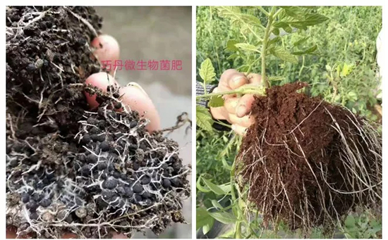 ��΢�������+�ЙC�ʡ�Ч��ţ����ʩһ������飬ʡ���ָ߮a(ch��n)��