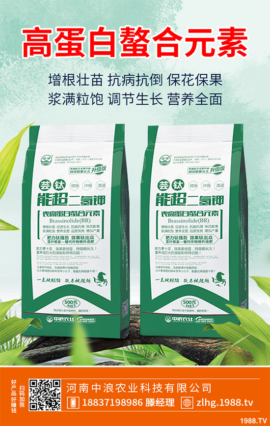 芥菜什么時(shí)候種植效益更好?芥菜高產(chǎn)種植技術(shù)要點(diǎn)