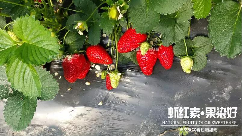 天然果實(shí)著色增甜劑——蝦紅素●果染好!