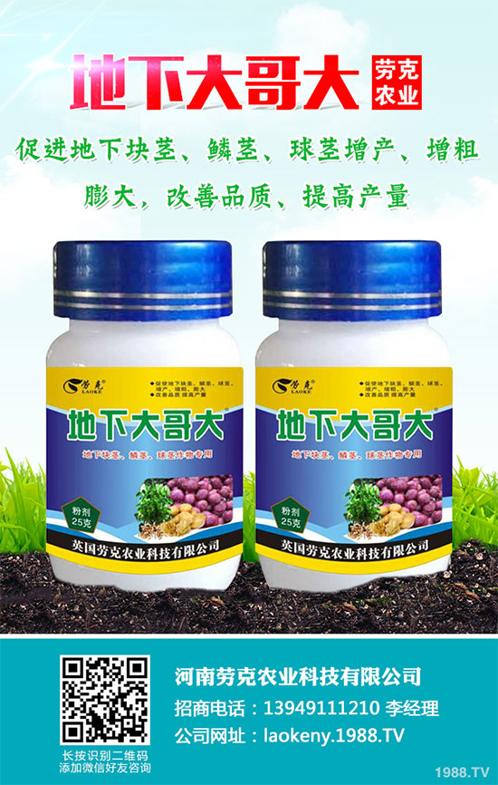 芥菜有哪些營(yíng)養(yǎng)價(jià)值?吃芥菜有哪些好處?芥菜的功效與作用