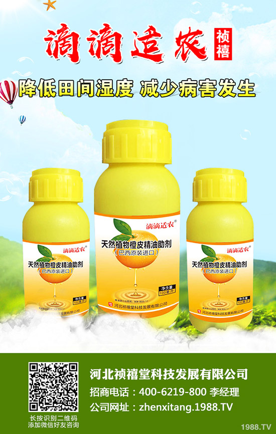 秋季草莓如何管理才能高產?秋季草莓定植管理技術!