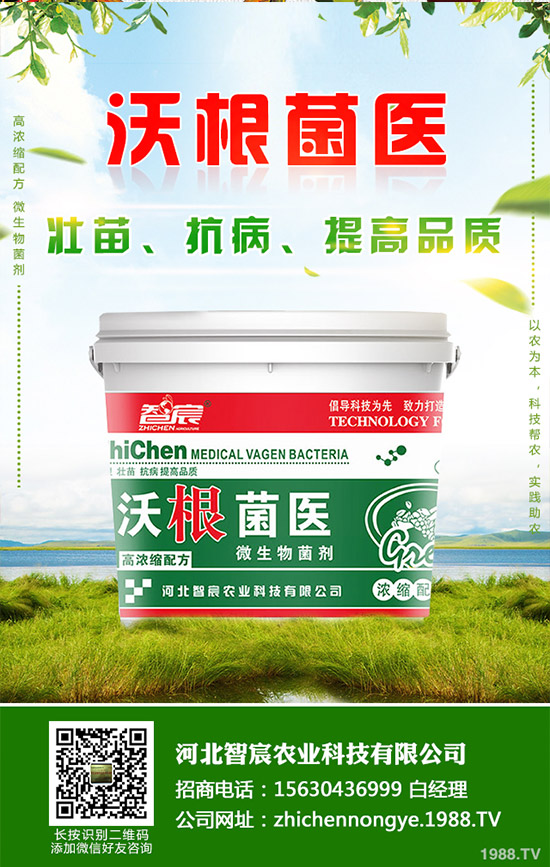 吃救心菜有哪些好處？救心菜的功效和作用！