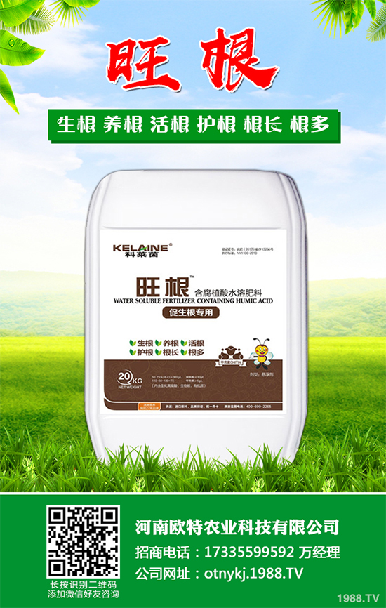 大蔥干尖是咋回事？怎樣解決？大蔥干尖的原因及防治