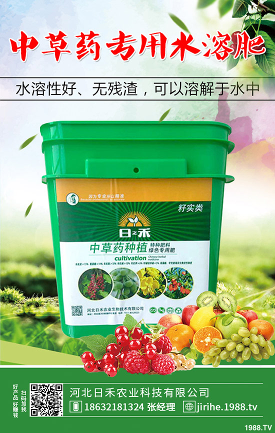 洋蔥種植想高產(chǎn),種植方法很重要!洋蔥種植技術(shù)要點(diǎn)