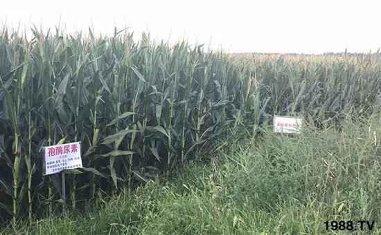 �ٿ���С�����a(ch��n)1471�����pø����ȫ�����������߮a(ch��n)������(d��ng)֮�o����