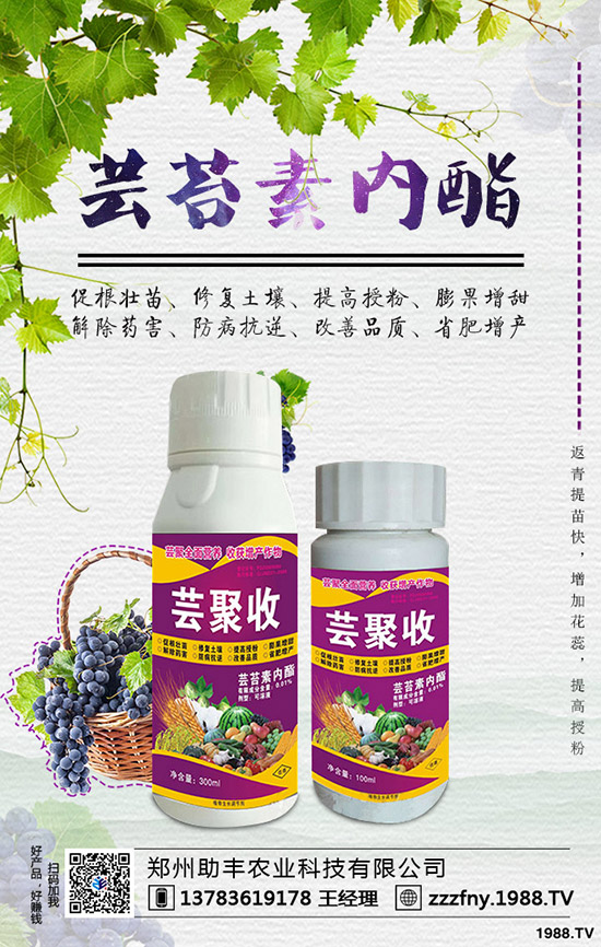 獼猴桃如何摘心,獼猴桃摘心有什么好處?