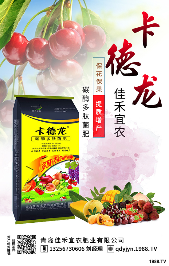 白菜不包心的原因？白菜結(jié)球包心期的管理要點(diǎn)