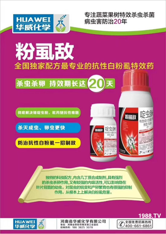 防治高抗性白粉虱——殺蟲殺卵一招制敵