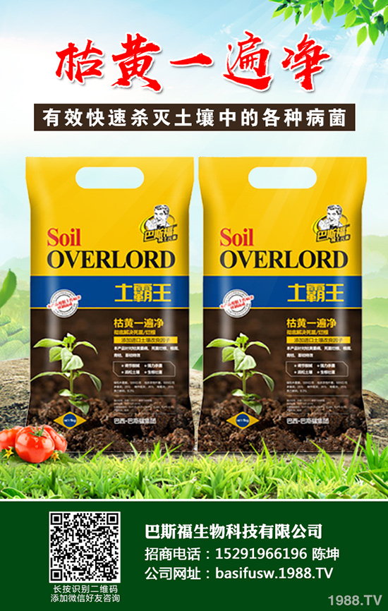 蒜黃該如何種植,蒜黃的高效栽培技術(shù)有哪些?