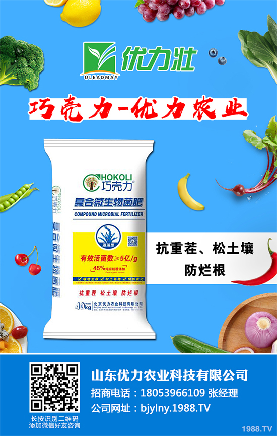 芹菜軟腐病來(lái)襲，到底該如何防治？芹菜軟腐病的危害與防治