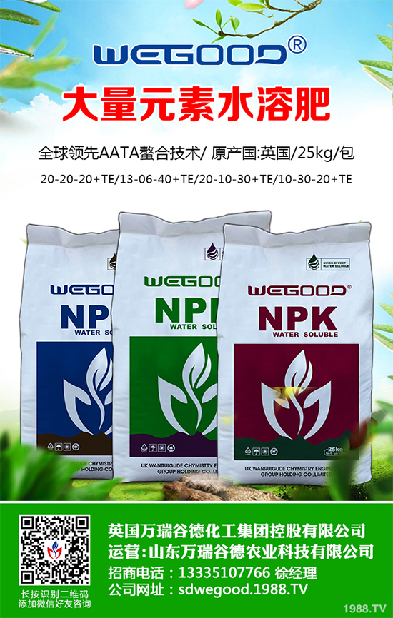 露地辣椒什么時(shí)候種植?露地辣椒高產(chǎn)種植技術(shù)