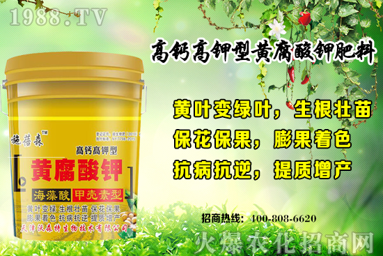 草莓生長對環(huán)境要求有哪些？秋季草莓定植注意事項和管理方式！