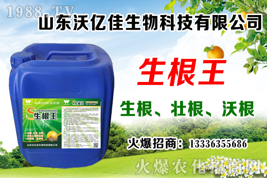 影響草莓花芽分化因素有哪些？草莓花芽分化期與定植管理要點(diǎn)！