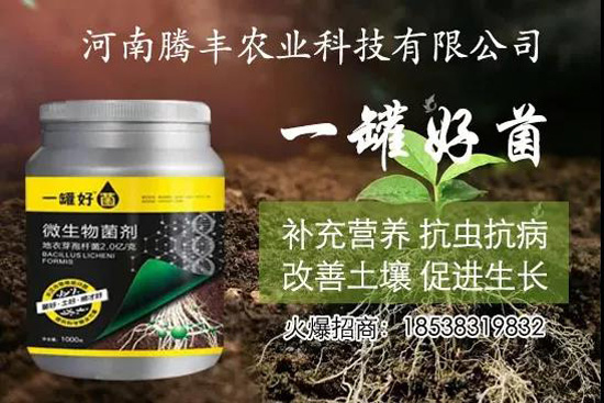 葛根種植幾年可以賣，高產(chǎn)葛根種植方法！