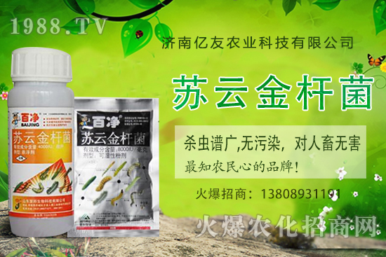 黃桃種植應(yīng)該注意哪些事項(xiàng)?黃桃種植時(shí)間及田間管理!