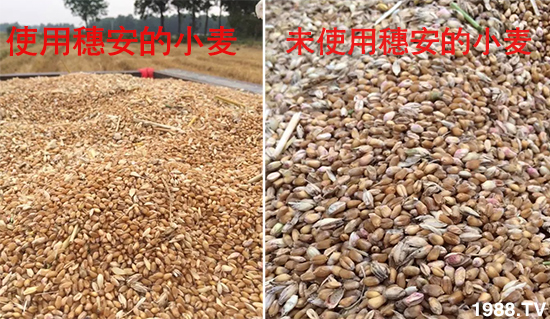 小麥赤霉病危害特點(diǎn),防治小麥赤霉病用什么藥?