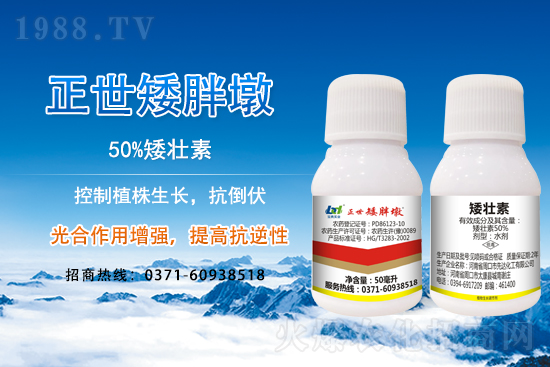 小麥冬前旺長(zhǎng)有什么危害?采取什么措施能有效防徒長(zhǎng)?