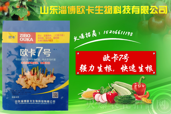 大姜爛脖子病是什么???大姜爛脖子病用什么藥好防治