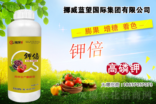 西紅柿著色差，快看是不是這些原因！西紅柿著色措施