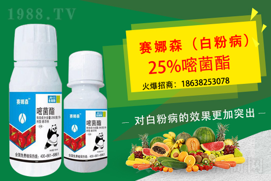 草莓白粉病來襲,損葉毀果,草莓白粉病要如何防控?