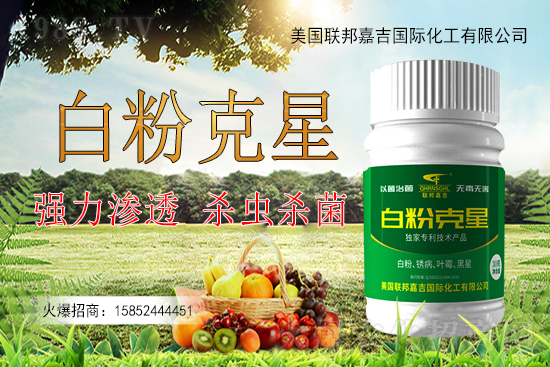 辣椒白粉病為何難以防控？辣椒白粉病如何用藥防治效果好？