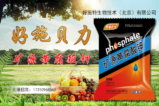 洋姜多少錢(qián)一斤?洋姜種植前景如何?(附種植技術(shù))