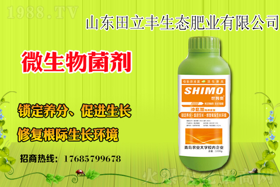 板藍(lán)根該如何種植？板藍(lán)根種植前景和效益怎么樣？