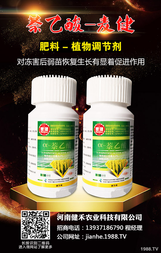 辣椒溫室白粉虱蟲害嚴(yán)重怎么辦，辣椒溫室白粉虱的發(fā)生與防治！