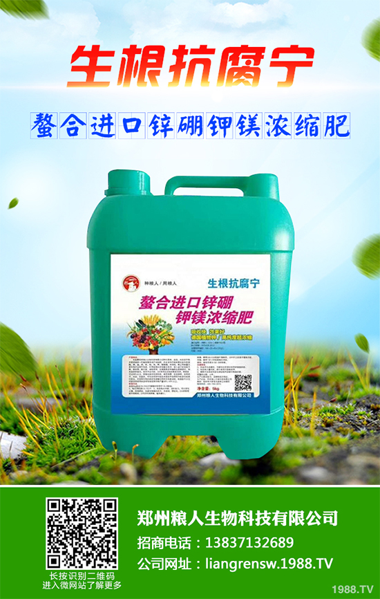 三葉青該如何種植?中藥材三葉青高產(chǎn)種植技術(shù)要點(diǎn)